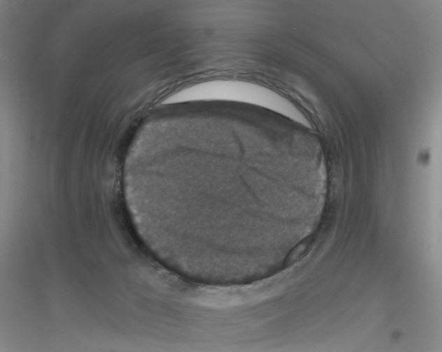 X0000116870029201002021136