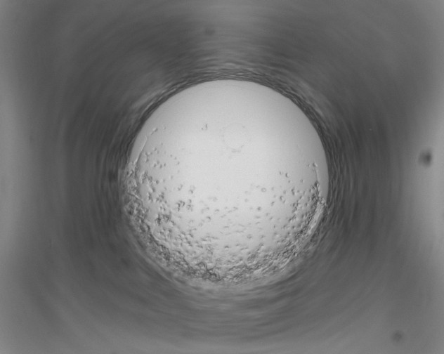 X0000116870043201002021136