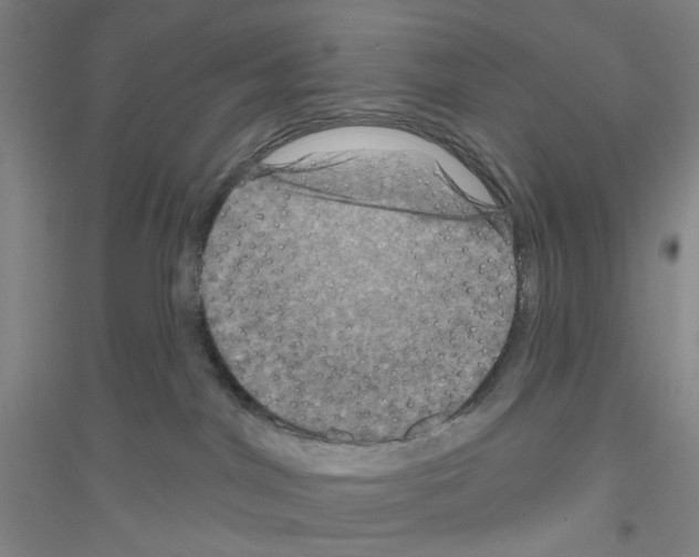 X0000116870044201002021136
