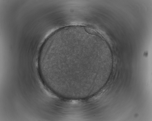 X0000116870060201002021136