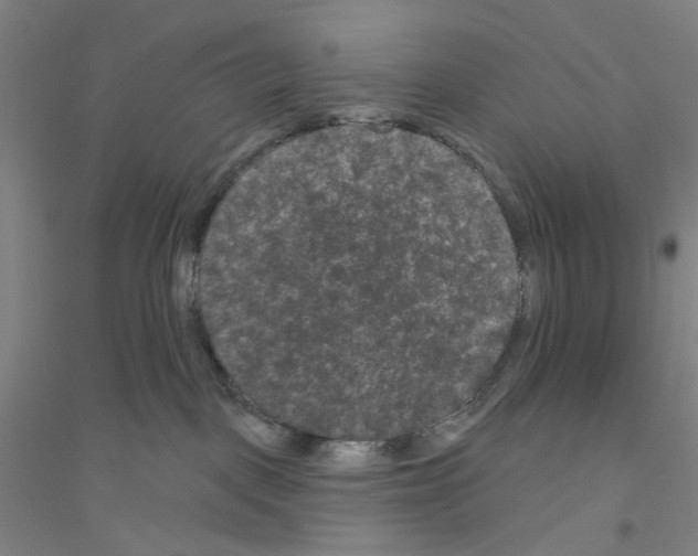 X0000116870093201002021136