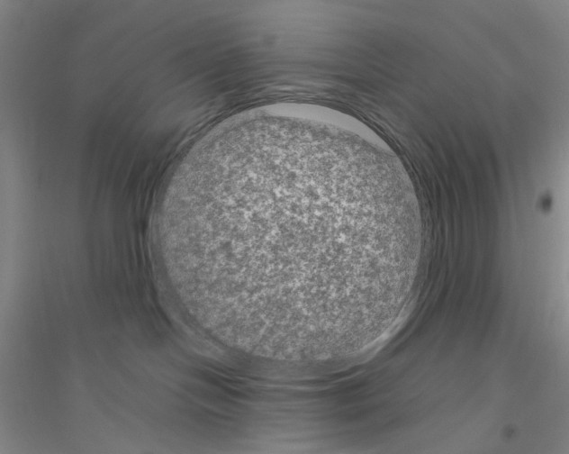 X0000116870094201002021136