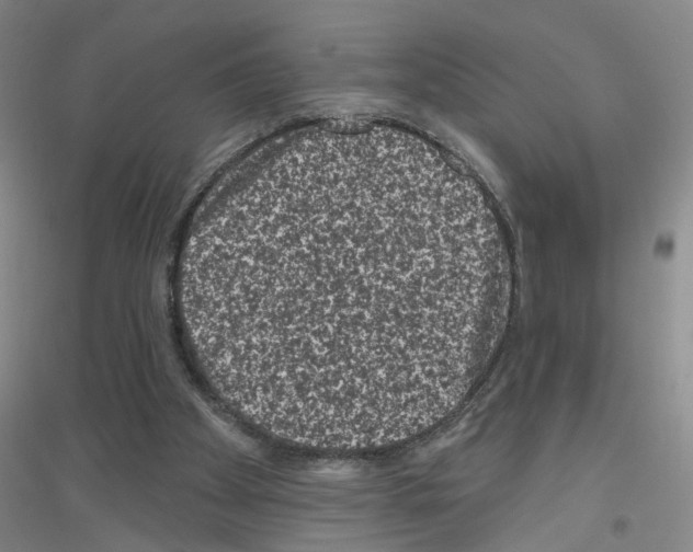 X0000116870105201002021135