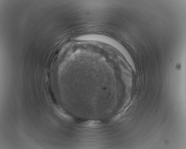 X0000116870128201002021135