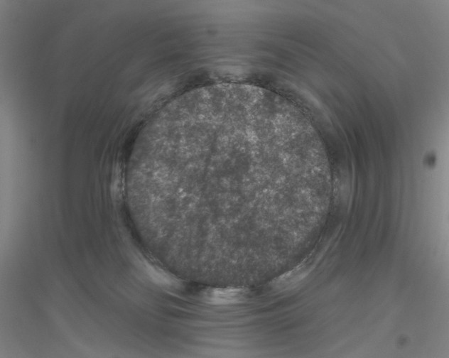 X0000116870134201002021135