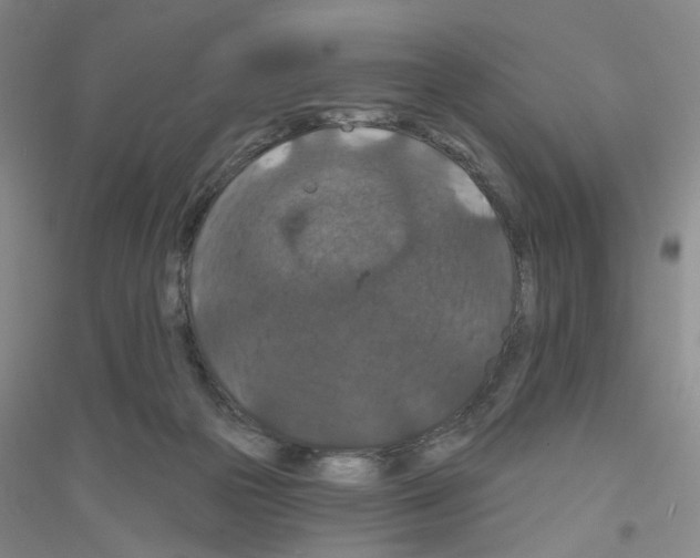 X0000116870169201002021135