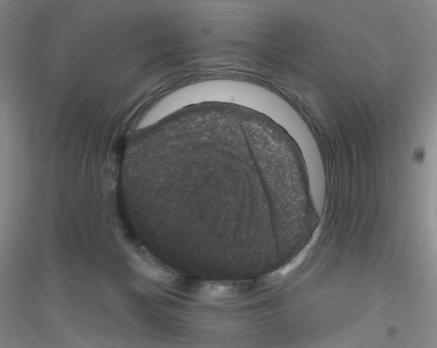X0000116870174201002021135