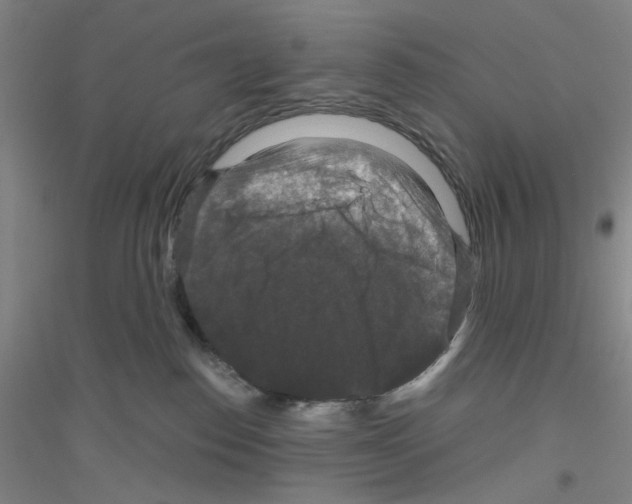 X0000116870186201002021135
