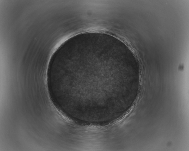 X0000116870196201002021134