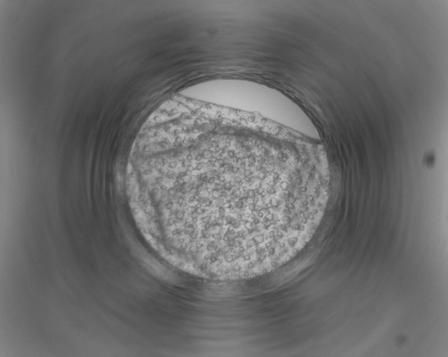 X0000116870238201002021134