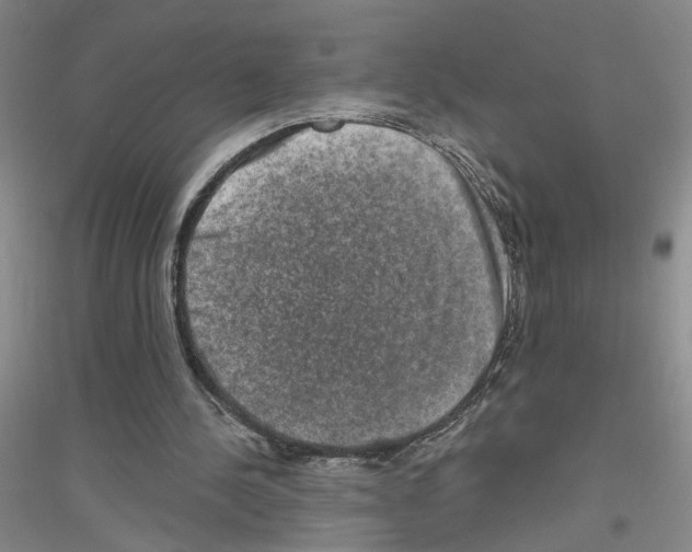 X0000116870244201002021133