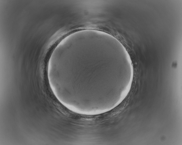 X0000116870295201002021133