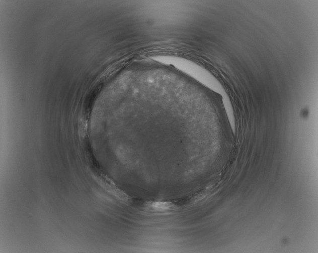 X0000116870324201002021132