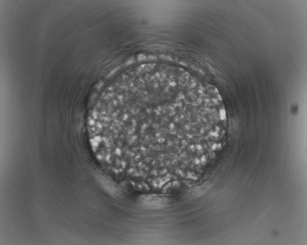 X0000116870331201002021132