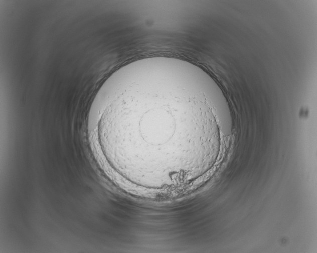 X0000116870336201002021132