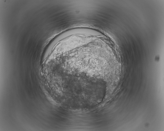 X0000116870345201002021132