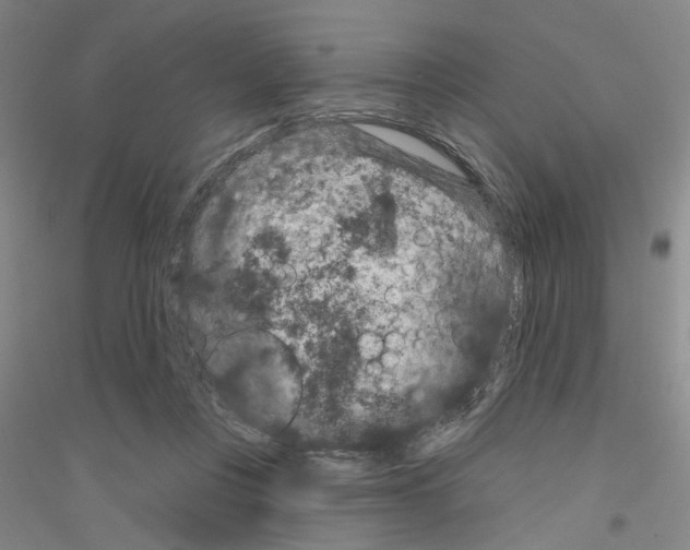 X0000116870359201002021132