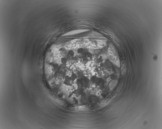 X0000116870365201002021132