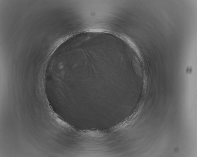X0000116870385201002021132