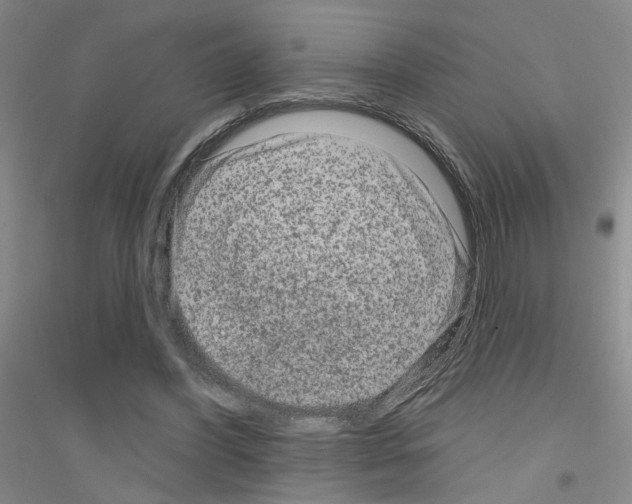 X0000116870396201002021131