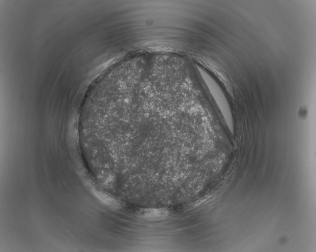 X0000116870398201002021131