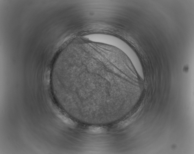 X0000116870454201002021131