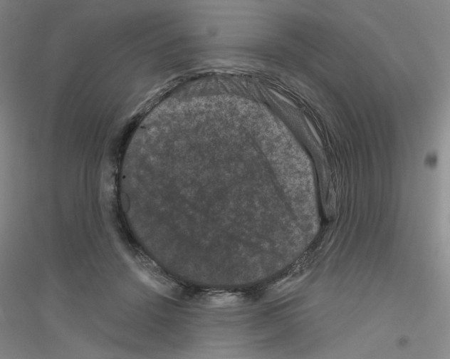 X0000116870456201002021131