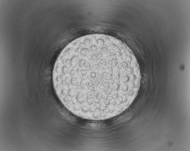 X0000116870466201002021131