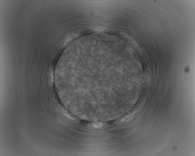 X0000116870479201002021131