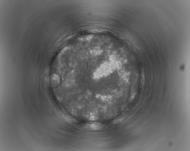 X0000116870506201002021130
