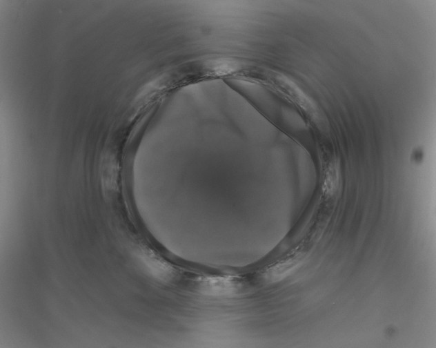 X0000116870524201002021130