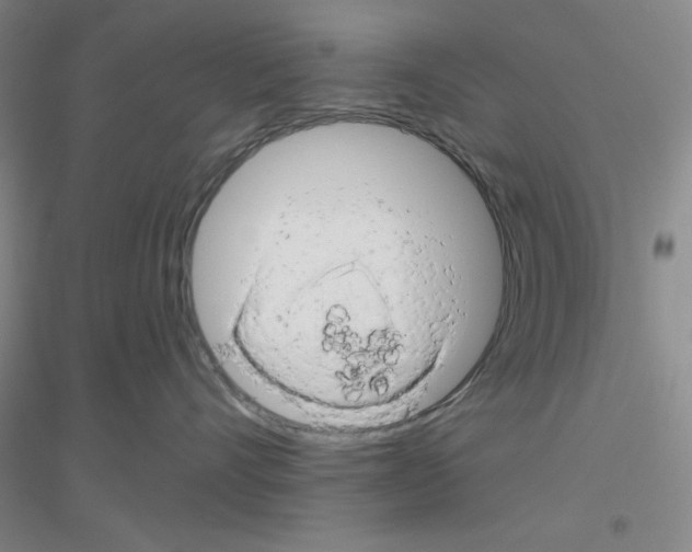 X0000116870528201002021130