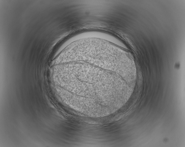 X0000116870539201002021129