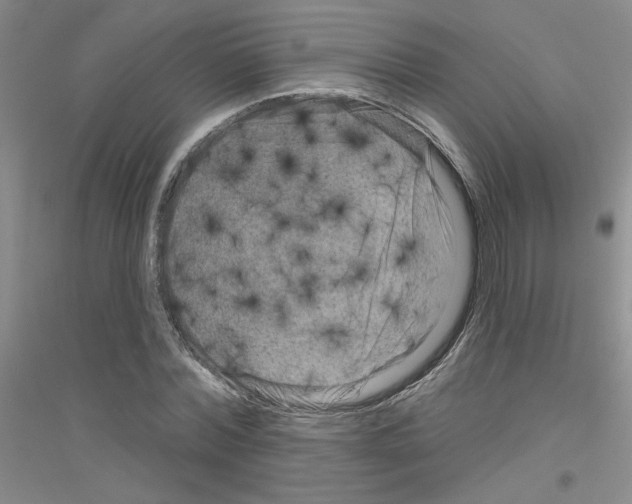 X0000116870780201002021126