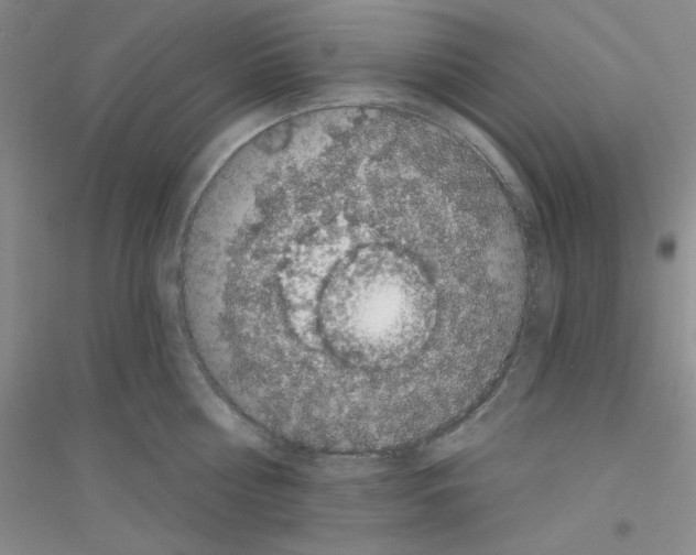 X0000116870810201002021126