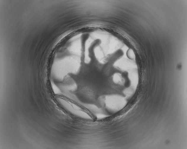 X0000116870829201002021125