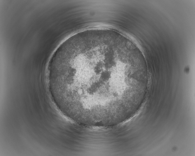 X0000116870835201002021125