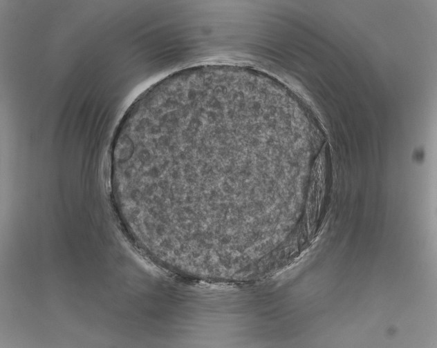 X0000116870838201002021125