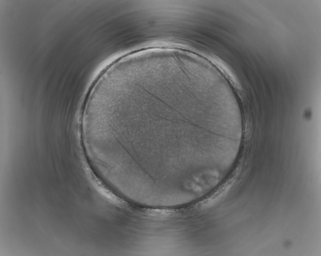 X0000116870854201002021126