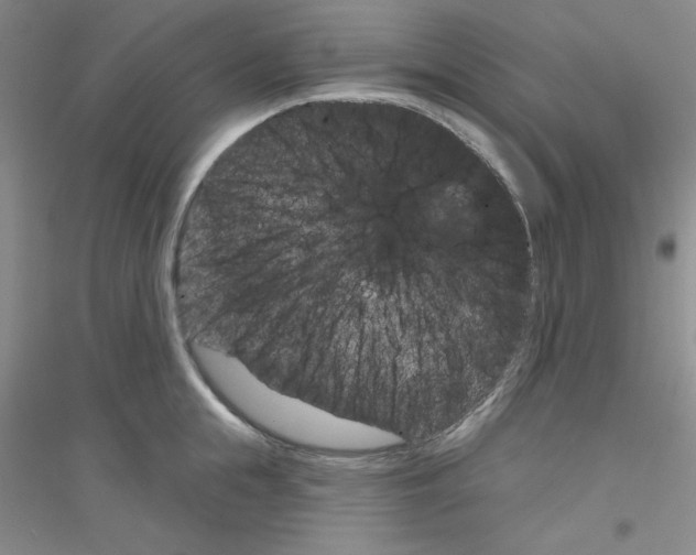 X0000116870855201002021126