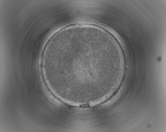 X0000116870856201002021126