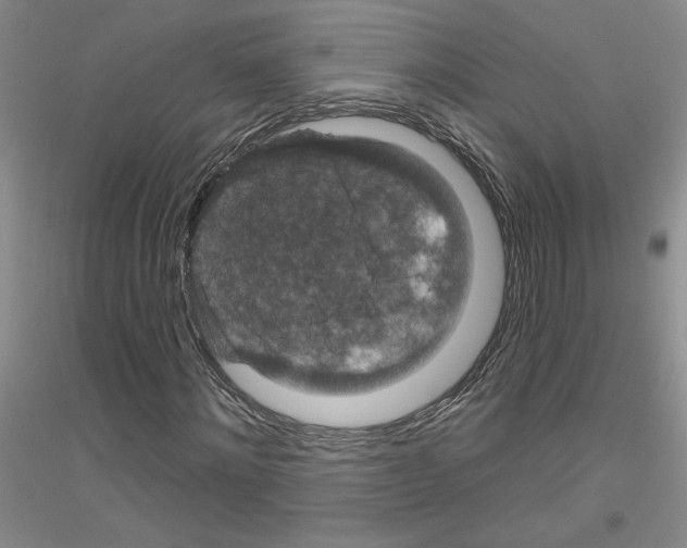 X0000116870868201002021125