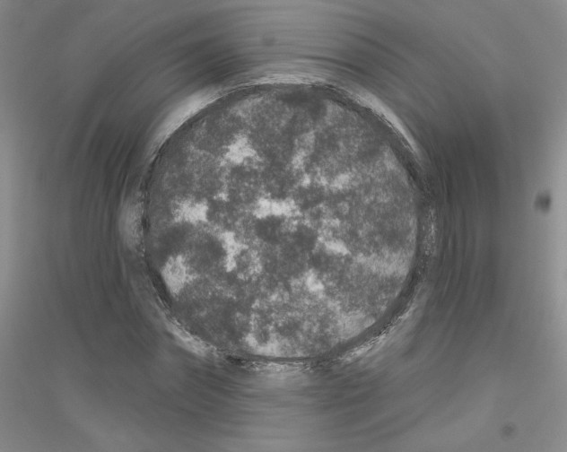 X0000116870874201002021125