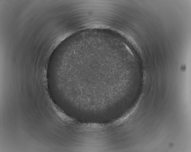 X0000116870881201002021125