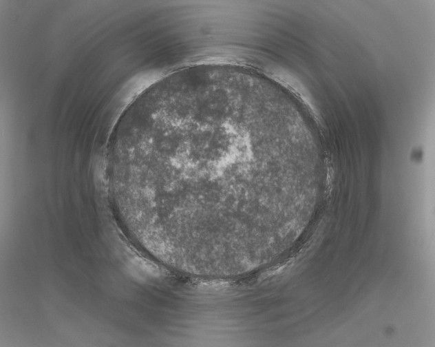 X0000116870882201002021125