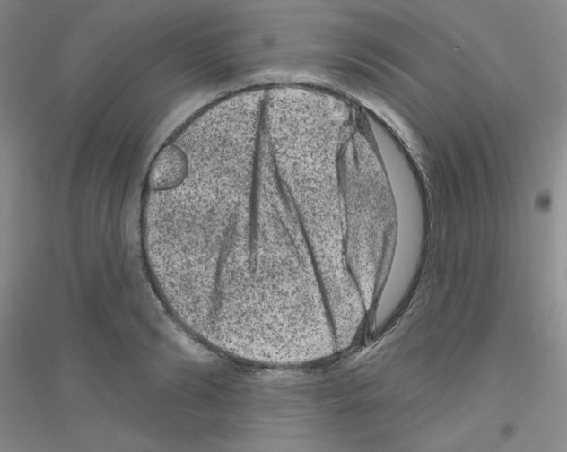 X0000116870894201002021125