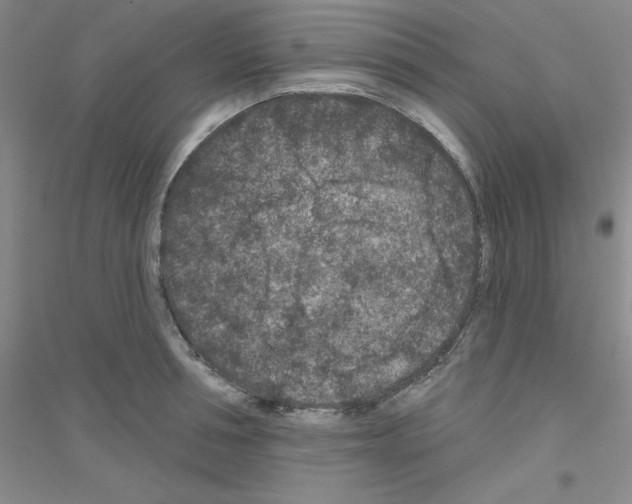 X0000116870994201002021123