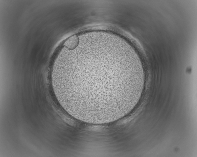 X0000116871166201002021121