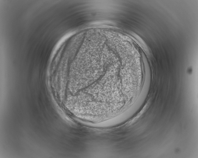 X0000116871196201002021121
