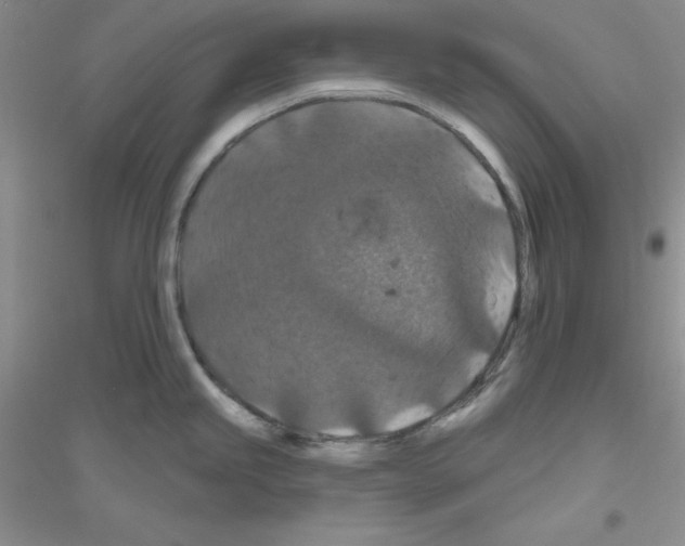 X0000116871245201002021120